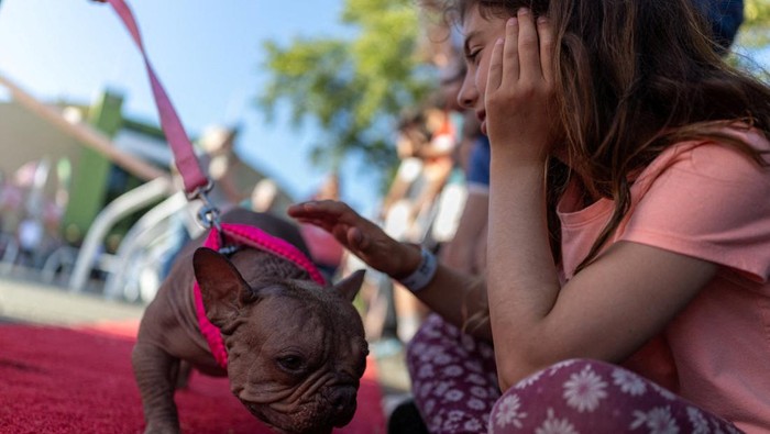 Tawa dan sorak-sorai penonton pecah saat puluhan anjing dengan penampilan unik dan tak biasa berlenggak-lenggok di atas panggung Kontes Anjing Terjelek Sedunia tahunan di Sonoma-Marin Fair, Santa Rosa, California, Jumat (8/8/2025). REUTERS/Carlos Barria
