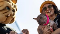 Kehadirannya langsung mencuri perhatian penonton, membuktikan bahwa daya tarik seekor anjing tak selalu diukur dari kesempurnaan fisiknya. REUTERS/Carlos Barria