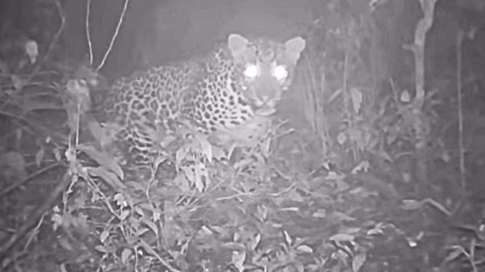 Macan tutul tertangkap kamera di Gunung Lawu