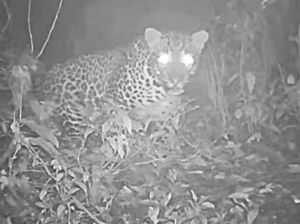 Macan Tutul Jawa: Predator Puncak di Ujung Tanduk