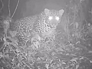 Macan Tutul Jawa: Predator Puncak di Ujung Tanduk