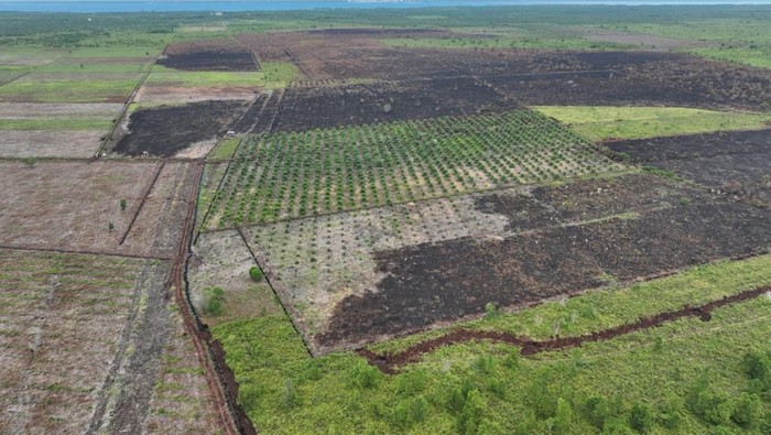 Potret lahan 100 hektare di Kabupaten Bengkalis, Riau usai dibakar dua tersangka, Sabtu (9/8/2025).