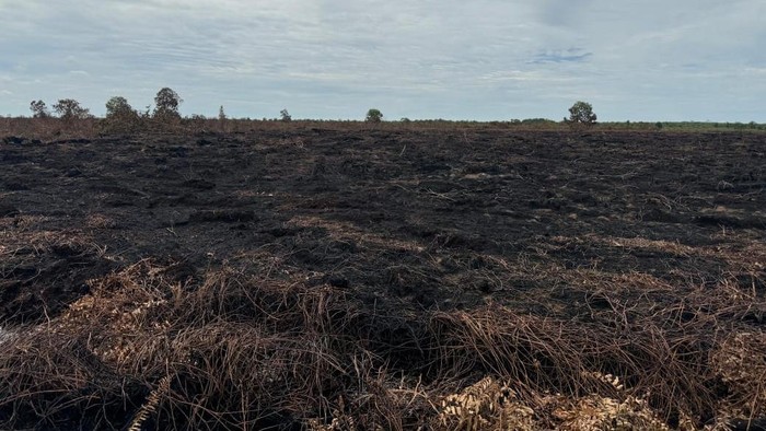 Potret lahan 100 hektare di Kabupaten Bengkalis, Riau usai dibakar dua tersangka, Sabtu (9/8/2025).
