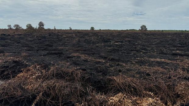 Potret lahan 100 hektare di Kabupaten Bengkalis, Riau usai dibakar dua tersangka, Sabtu (9/8/2025).