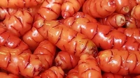 Oca adalah umbi yang banyak dikonsumsi di Amerika Selatan. Konon rasanya mirip kentang, tapi lebih manis dan asam. Oca bisa dimakan mentah atau dimasak seperti kentang. Foto: Shutterstock via Mashed