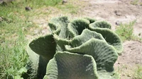 Nopales adalah jenis kaktus yang kerap dikonsumsi di Meksiko. Sebelum dimasak, Nopales harus dipanen saat daunnya masih hijau muda, durinya dikupas, dan pangkalnya dibuang. Nopales bisa dipanggang atau disajikan dengan salad. Foto: Shutterstock via Mashed