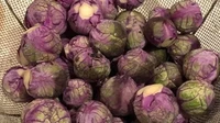 Seperti kombinasi blueberry dan brussel sprouts, inilah Brusselberry sprouts yang cantik berwarna ungu. Rasanya seperti kacang (nutty) dan manis dengan jejak earthy yang khas. Brusselberry sprouts enak digoreng, dipanggang, maupun direbus.  Foto: Shutterstock via Mashed
