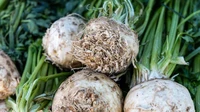 Celeriac merupakan sayuran akar yang bisa dimakan mentah atau ditambahkan ke salad. Dalam kondisi mentah, teksturnya renyah dengan rasa nutty. Nama lain celeriac adalah root celery dan knob celery. Banyak dikonsumsi di Eropa. Foto: Shutterstock via Mashed