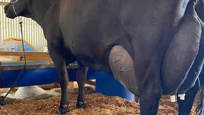 Seekor Sapi Brasil Hasilkan 343 Liter Susu dalam 3 Hari