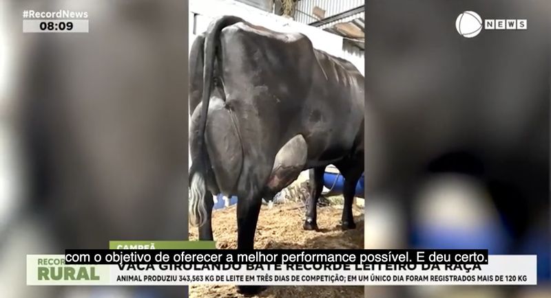 Seekor Sapi Brasil Hasilkan 343 Liter Susu dalam 3 Hari
