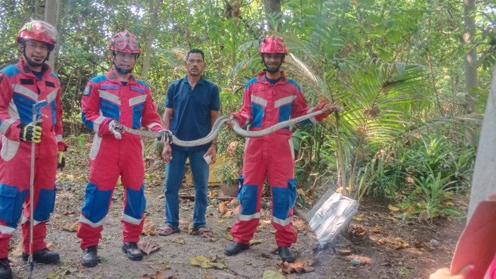 Damkar evakuasi ular sanca 3,5 meter dari sumur rumah warga Kepulauan Seribu
