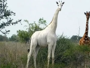 Tak Sepenuhnya Putih seperti Hewan Albino, Jerapah Ini Punya Kulit Unik
