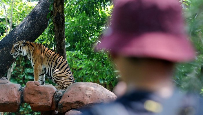 Kebun Binatang Surabaya Koleksi Harimau Sumatera Baru Seekor Harimau Sumatera (panthera tigris sumatrae) betina memakan daging di Kebun Binatang Surabaya, Surabaya, Jawa Timur, Minggu (10/8/2025). Harimau Sumatera (panthera tigris sumatrae) berjenis kelamin betina berumur sekitar 7 tahun itu didatangkan dari Maharani Zoo, Kabupaten Lamongan, Jawa Timur untuk dikembangbiakkan di Kebun Binatang Surabaya yang telah memiliki satu Harimau Sumatera (panthera tigris sumatrae) jantan dan dua Harimau Sumatera (panthera tigris sumatrae) betina. ANTARA FOTO/Didik Suhartono/foc.