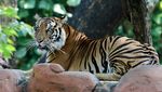 Kebun Binatang Surabaya Punya Koleksi Harimau Sumatera Baru