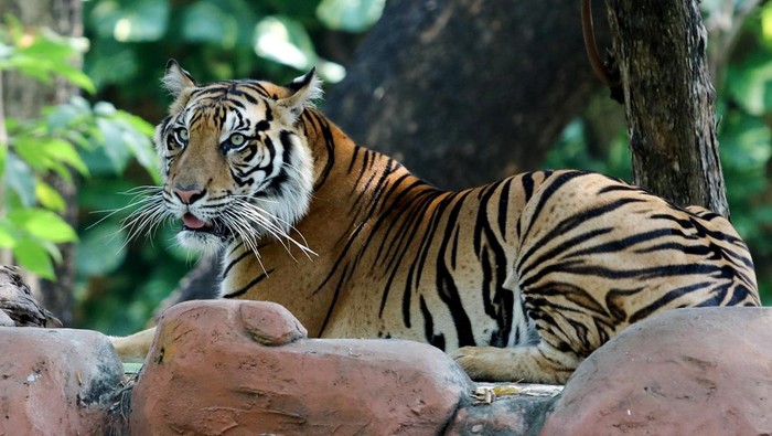 Seekor Harimau Sumatera (panthera tigris sumatrae) betina memakan daging di Kebun Binatang Surabaya, Surabaya, Jawa Timur, Minggu (10/8/2025). Harimau Sumatera (panthera tigris sumatrae) berjenis kelamin betina berumur sekitar 7 tahun itu didatangkan dari Maharani Zoo, Kabupaten Lamongan, Jawa Timur untuk dikembangbiakkan di Kebun Binatang Surabaya yang telah memiliki satu Harimau Sumatera (panthera tigris sumatrae) jantan dan dua Harimau Sumatera (panthera tigris sumatrae) betina. ANTARA FOTO/Didik Suhartono/foc.
