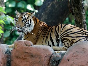 Cuaca Wisata Jatim 23 Agutus 2025, Berawan di Kebun Binatang Surabaya