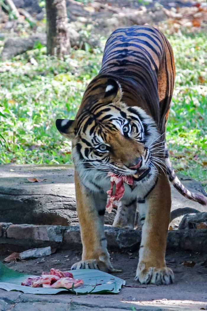 Kebun Binatang Surabaya Koleksi Harimau Sumatera Baru Seekor Harimau Sumatera (panthera tigris sumatrae) betina memakan daging di Kebun Binatang Surabaya, Surabaya, Jawa Timur, Minggu (10/8/2025). Harimau Sumatera (panthera tigris sumatrae) berjenis kelamin betina berumur sekitar 7 tahun itu didatangkan dari Maharani Zoo, Kabupaten Lamongan, Jawa Timur untuk dikembangbiakkan di Kebun Binatang Surabaya yang telah memiliki satu Harimau Sumatera (panthera tigris sumatrae) jantan dan dua Harimau Sumatera (panthera tigris sumatrae) betina. ANTARA FOTO/Didik Suhartono/foc.