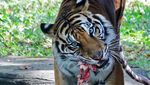 Kebun Binatang Surabaya Punya Koleksi Harimau Sumatera Baru