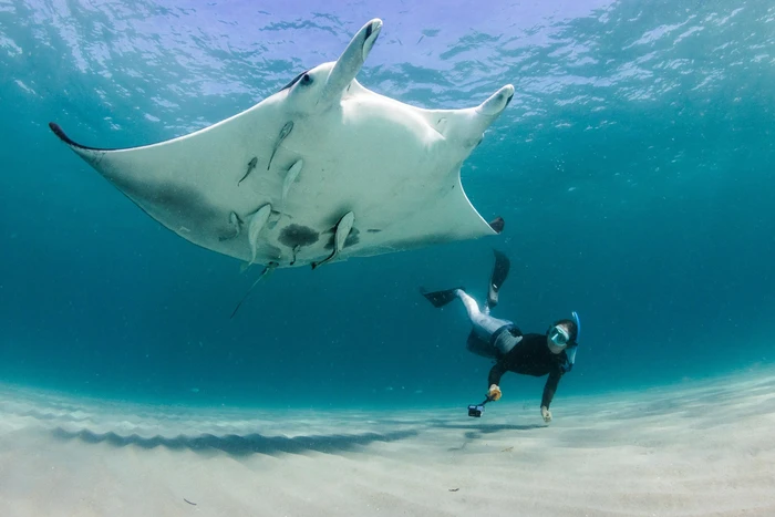 Pari manta Mobula yarae bersama pendiri Florida Manta Project, Jessica Pate saat hendak memperoleh foto identifikasi pola bintik perutnya yang unik.
