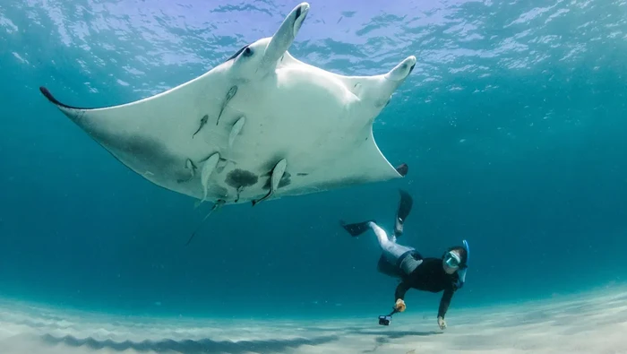 Pari manta Mobula yarae bersama pendiri Florida Manta Project, Jessica Pate saat hendak memperoleh foto identifikasi pola bintik perutnya yang unik.