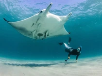 Ilmuwan Temukan Spesies Pari Manta Baru, Bisa Tumbuh Jadi Raksasa!