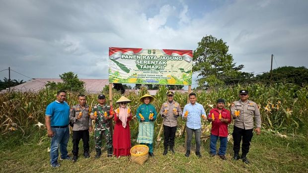 Polsek Batu Kapur bersama kelompok tani memanen jagung menyukseskan swasembada pangan.