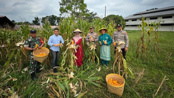 Polsek Batu Kapur bersama kelompok tani memanen jagung menyukseskan swasembada pangan.