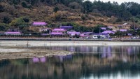 Purple Island di Anjwa Island di Sinan, Korsel. Purple Island adalah kisah mengenai Pulau Banwol dan Bakjido. Dulu, pulau ini tidak banyak didatangi turis dan saat itu jumlah penduduk yang semakin berkurang membuat masyarakat memutar otak untuk membuat tempat ini menjadi lokasi wisata.(Getty Images/AaronChoi)