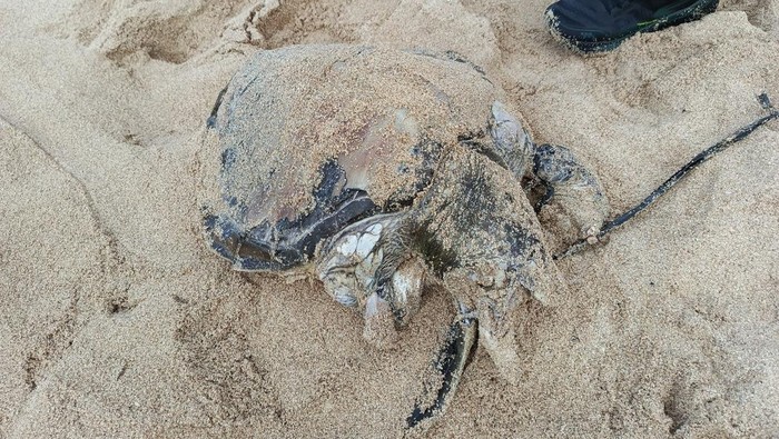 Seekor penyu ditemukan mati terdampar di Pantai Watu Kodok, Tanjungsari, Gunungkidul, Minggu (10/8/2025).