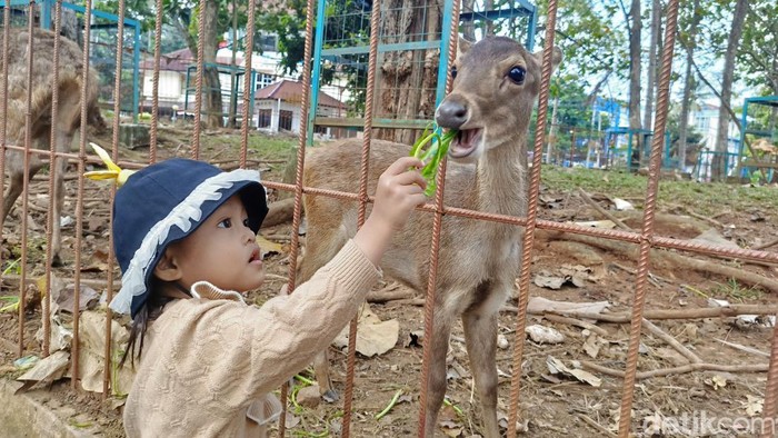 Warga memanfaatkan waktu libur dengan berkunjung ke penakaran rusa