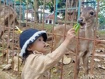 Warga Bandar Lampung Habiskan Waktu Libur di Penangkaran Rusa Unila