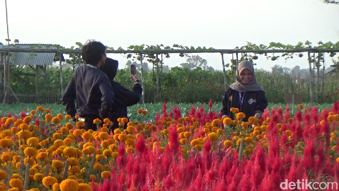Wisata petik sayur dan berfoto hamparan bunga di Desa Kedungrejo Lumajang
