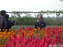Serunya Petik Sayur di Lumajang Sambil Selfie dengan Lanskap Bunga Marigold