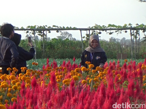 Serunya Petik Sayur di Lumajang Sambil Selfie dengan Lanskap Bunga Marigold