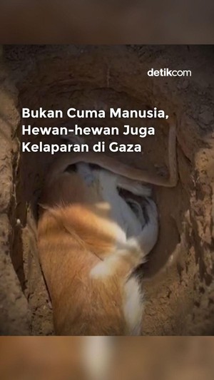 Video: Bukan Cuma Manusia, Hewan-hewan di Gaza Juga Kelaparan!