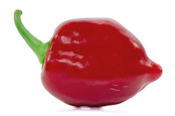 Cabai terpedas di dunia 2025 Carolina Reaper Kalah! Ini 10 Cabai Terpedas di Dunia Tahun 2025