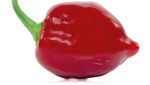 Carolina Reaper Kalah! Ini 10 Cabai Terpedas di Dunia Tahun 2025