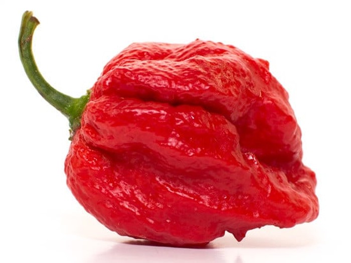 Cabai terpedas di dunia 2025 Carolina Reaper Kalah! Ini 10 Cabai Terpedas di Dunia Tahun 2025
