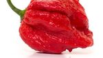 Carolina Reaper Kalah! Ini 10 Cabai Terpedas di Dunia Tahun 2025
