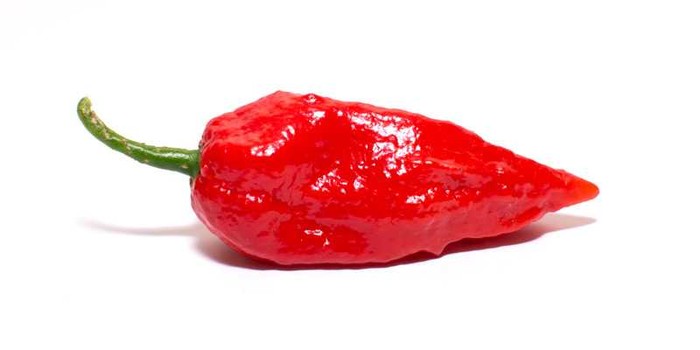 Cabai terpedas di dunia 2025 Carolina Reaper Kalah! Ini 10 Cabai Terpedas di Dunia Tahun 2025