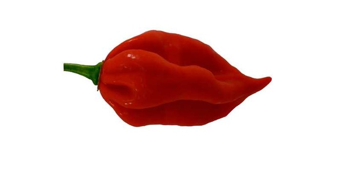Cabai terpedas di dunia 2025 Carolina Reaper Kalah! Ini 10 Cabai Terpedas di Dunia Tahun 2025
