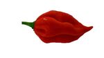 Carolina Reaper Kalah! Ini 10 Cabai Terpedas di Dunia Tahun 2025