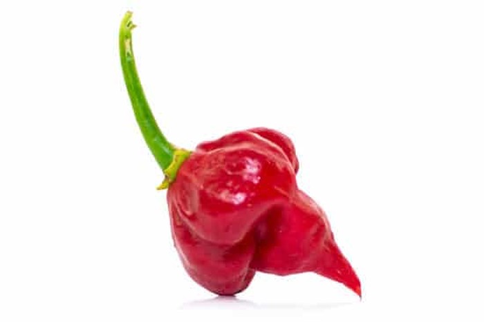 Cabai terpedas di dunia 2025 Carolina Reaper Kalah! Ini 10 Cabai Terpedas di Dunia Tahun 2025