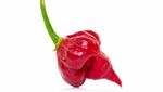 Carolina Reaper Kalah! Ini 10 Cabai Terpedas di Dunia Tahun 2025