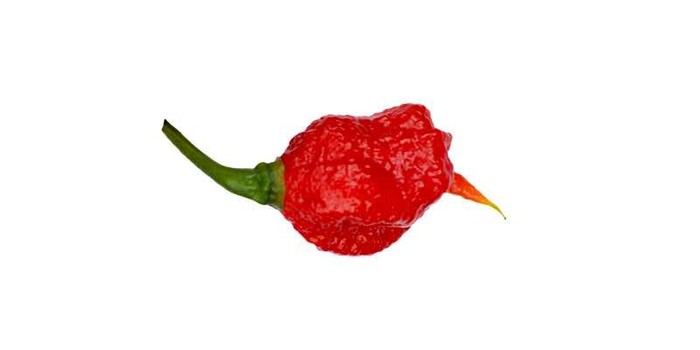 Cabai terpedas di dunia 2025 Carolina Reaper Kalah! Ini 10 Cabai Terpedas di Dunia Tahun 2025