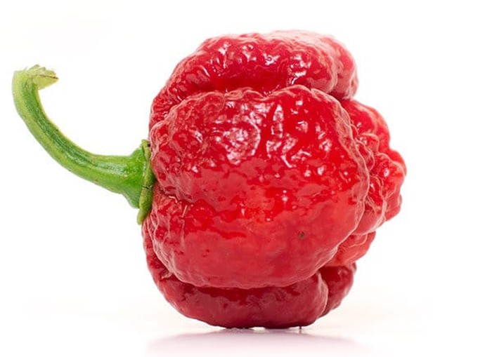 Cabai terpedas di dunia 2025 Carolina Reaper Kalah! Ini 10 Cabai Terpedas di Dunia Tahun 2025
