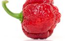 Carolina Reaper Kalah! Ini 10 Cabai Terpedas di Dunia Tahun 2025