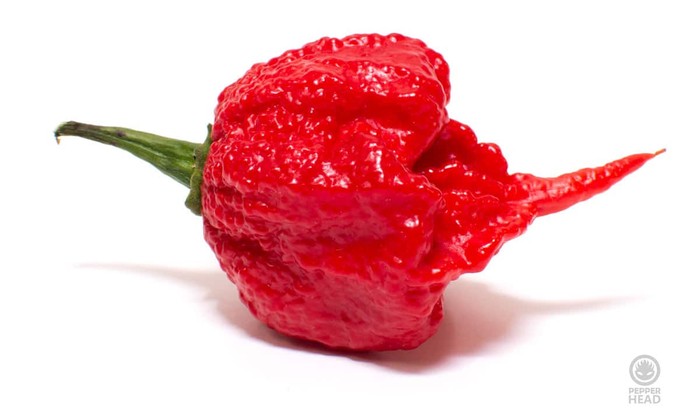 Cabai terpedas di dunia 2025 Carolina Reaper Kalah! Ini 10 Cabai Terpedas di Dunia Tahun 2025