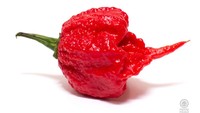 Carolina reaper yang terkenal harus puas berada di peringkat dua. Walaupun rasa pedasnya menyiksa, tetapi cabai ini hanya memiliki 2,2 juta SHU.Foto: Pepperhead
