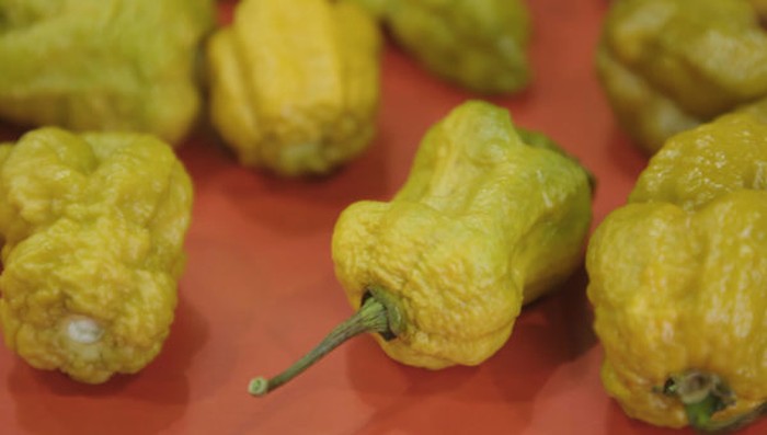 Cabai terpedas di dunia 2025 Carolina Reaper Kalah! Ini 10 Cabai Terpedas di Dunia Tahun 2025